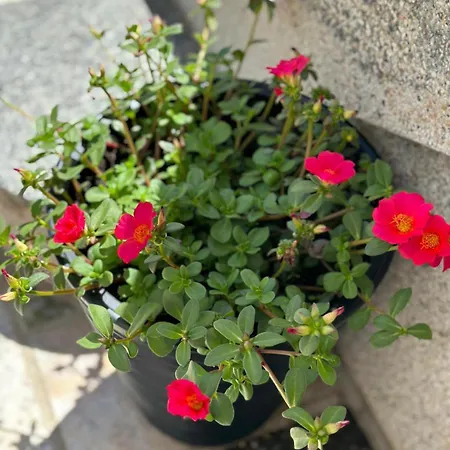 Vinse Near Rab Center